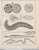 Picture 64 of 167 from Abbildungen zu Oken's Allgemeiner Naturgeschichte für alle Stände (1843), leaf 230