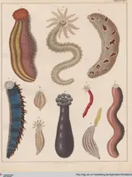 An illustration from Abbildungen zu Oken's Allgemeiner Naturgeschichte für alle Stände (1843)