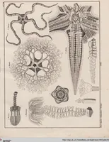 Picture 66 of 167 from Abbildungen zu Oken's Allgemeiner Naturgeschichte für alle Stände (1843), leaf 232