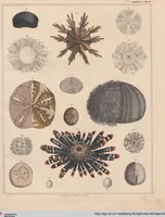 Picture 67 of 167 from Abbildungen zu Oken's Allgemeiner Naturgeschichte für alle Stände (1843), leaf 233