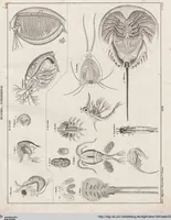 Picture 68 of 167 from Abbildungen zu Oken's Allgemeiner Naturgeschichte für alle Stände (1843), leaf 235