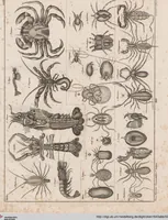 An illustration from Abbildungen zu Oken's Allgemeiner Naturgeschichte für alle Stände (1843)