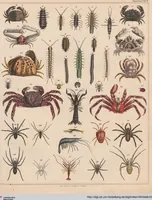 Picture 70 of 167 from Abbildungen zu Oken's Allgemeiner Naturgeschichte für alle Stände (1843), leaf 237