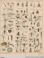 Picture 71 of 167 from Abbildungen zu Oken's Allgemeiner Naturgeschichte für alle Stände (1843), leaf 238