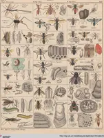 Picture 72 of 167 from Abbildungen zu Oken's Allgemeiner Naturgeschichte für alle Stände (1843), leaf 239