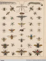 Picture 73 of 167 from Abbildungen zu Oken's Allgemeiner Naturgeschichte für alle Stände (1843), leaf 240