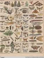 Picture 74 of 167 from Abbildungen zu Oken's Allgemeiner Naturgeschichte für alle Stände (1843), leaf 241