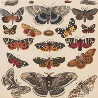 An illustration from Abbildungen zu Oken's Allgemeiner Naturgeschichte für alle Stände (1843)