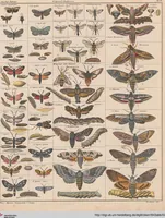 Picture 76 of 167 from Abbildungen zu Oken's Allgemeiner Naturgeschichte für alle Stände (1843), leaf 243