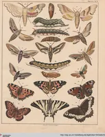 Picture 77 of 167 from Abbildungen zu Oken's Allgemeiner Naturgeschichte für alle Stände (1843), leaf 244
