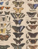 Picture 78 of 167 from Abbildungen zu Oken's Allgemeiner Naturgeschichte für alle Stände (1843), leaf 245