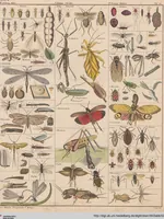 Picture 79 of 167 from Abbildungen zu Oken's Allgemeiner Naturgeschichte für alle Stände (1843), leaf 246