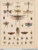 Picture 80 of 167 from Abbildungen zu Oken's Allgemeiner Naturgeschichte für alle Stände (1843), leaf 247