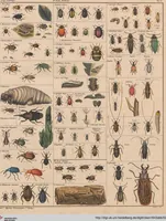 Picture 81 of 167 from Abbildungen zu Oken's Allgemeiner Naturgeschichte für alle Stände (1843), leaf 248