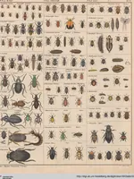 An illustration from Abbildungen zu Oken's Allgemeiner Naturgeschichte für alle Stände (1843)