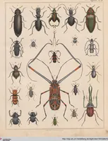 Picture 83 of 167 from Abbildungen zu Oken's Allgemeiner Naturgeschichte für alle Stände (1843), leaf 251