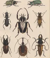 Picture 84 of 167 from Abbildungen zu Oken's Allgemeiner Naturgeschichte für alle Stände (1843), leaf 252