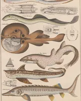 Picture 85 of 167 from Abbildungen zu Oken's Allgemeiner Naturgeschichte für alle Stände (1843), leaf 253