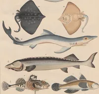 Picture 86 of 167 from Abbildungen zu Oken's Allgemeiner Naturgeschichte für alle Stände (1843), leaf 254