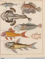 An illustration from Abbildungen zu Oken's Allgemeiner Naturgeschichte für alle Stände (1843)