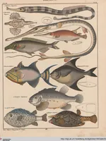 Picture 88 of 167 from Abbildungen zu Oken's Allgemeiner Naturgeschichte für alle Stände (1843), leaf 256
