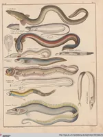 Picture 89 of 167 from Abbildungen zu Oken's Allgemeiner Naturgeschichte für alle Stände (1843), leaf 257