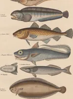 An illustration from Abbildungen zu Oken's Allgemeiner Naturgeschichte für alle Stände (1843)