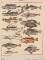 An illustration from Abbildungen zu Oken's Allgemeiner Naturgeschichte für alle Stände (1843)