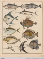 Picture 92 of 167 from Abbildungen zu Oken's Allgemeiner Naturgeschichte für alle Stände (1843), leaf 260