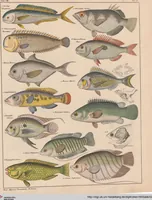 Picture 93 of 167 from Abbildungen zu Oken's Allgemeiner Naturgeschichte für alle Stände (1843), leaf 261