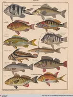 Picture 94 of 167 from Abbildungen zu Oken's Allgemeiner Naturgeschichte für alle Stände (1843), leaf 262