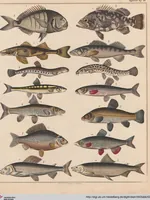 Picture 96 of 167 from Abbildungen zu Oken's Allgemeiner Naturgeschichte für alle Stände (1843), leaf 264