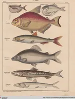 An illustration from Abbildungen zu Oken's Allgemeiner Naturgeschichte für alle Stände (1843)