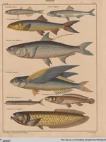 Picture 98 of 167 from Abbildungen zu Oken's Allgemeiner Naturgeschichte für alle Stände (1843), leaf 266