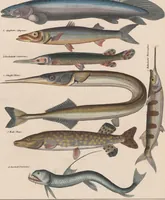 An illustration from Abbildungen zu Oken's Allgemeiner Naturgeschichte für alle Stände (1843)