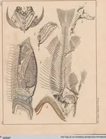 Picture 100 of 167 from Abbildungen zu Oken's Allgemeiner Naturgeschichte für alle Stände (1843), leaf 268