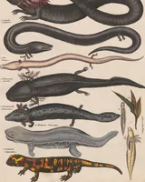Picture 101 of 167 from Abbildungen zu Oken's Allgemeiner Naturgeschichte für alle Stände (1843), leaf 269