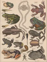 An illustration from Abbildungen zu Oken's Allgemeiner Naturgeschichte für alle Stände (1843)