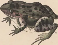 An illustration from Abbildungen zu Oken's Allgemeiner Naturgeschichte für alle Stände (1843)