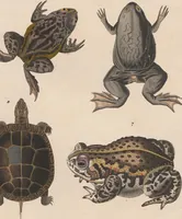 An illustration from Abbildungen zu Oken's Allgemeiner Naturgeschichte für alle Stände (1843)