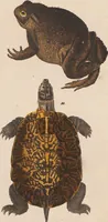 An illustration from Abbildungen zu Oken's Allgemeiner Naturgeschichte für alle Stände (1843)