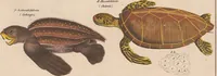 An illustration from Abbildungen zu Oken's Allgemeiner Naturgeschichte für alle Stände (1843)
