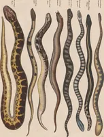 Picture 109 of 167 from Abbildungen zu Oken's Allgemeiner Naturgeschichte für alle Stände (1843), leaf 273
