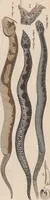 Picture 110 of 167 from Abbildungen zu Oken's Allgemeiner Naturgeschichte für alle Stände (1843), leaf 274