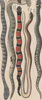 An illustration from Abbildungen zu Oken's Allgemeiner Naturgeschichte für alle Stände (1843)