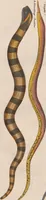 An illustration from Abbildungen zu Oken's Allgemeiner Naturgeschichte für alle Stände (1843)