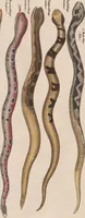 An illustration from Abbildungen zu Oken's Allgemeiner Naturgeschichte für alle Stände (1843)