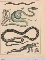 Picture 114 of 167 from Abbildungen zu Oken's Allgemeiner Naturgeschichte für alle Stände (1843), leaf 276