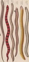 An illustration from Abbildungen zu Oken's Allgemeiner Naturgeschichte für alle Stände (1843)