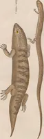 Picture 116 of 167 from Abbildungen zu Oken's Allgemeiner Naturgeschichte für alle Stände (1843), leaf 277
